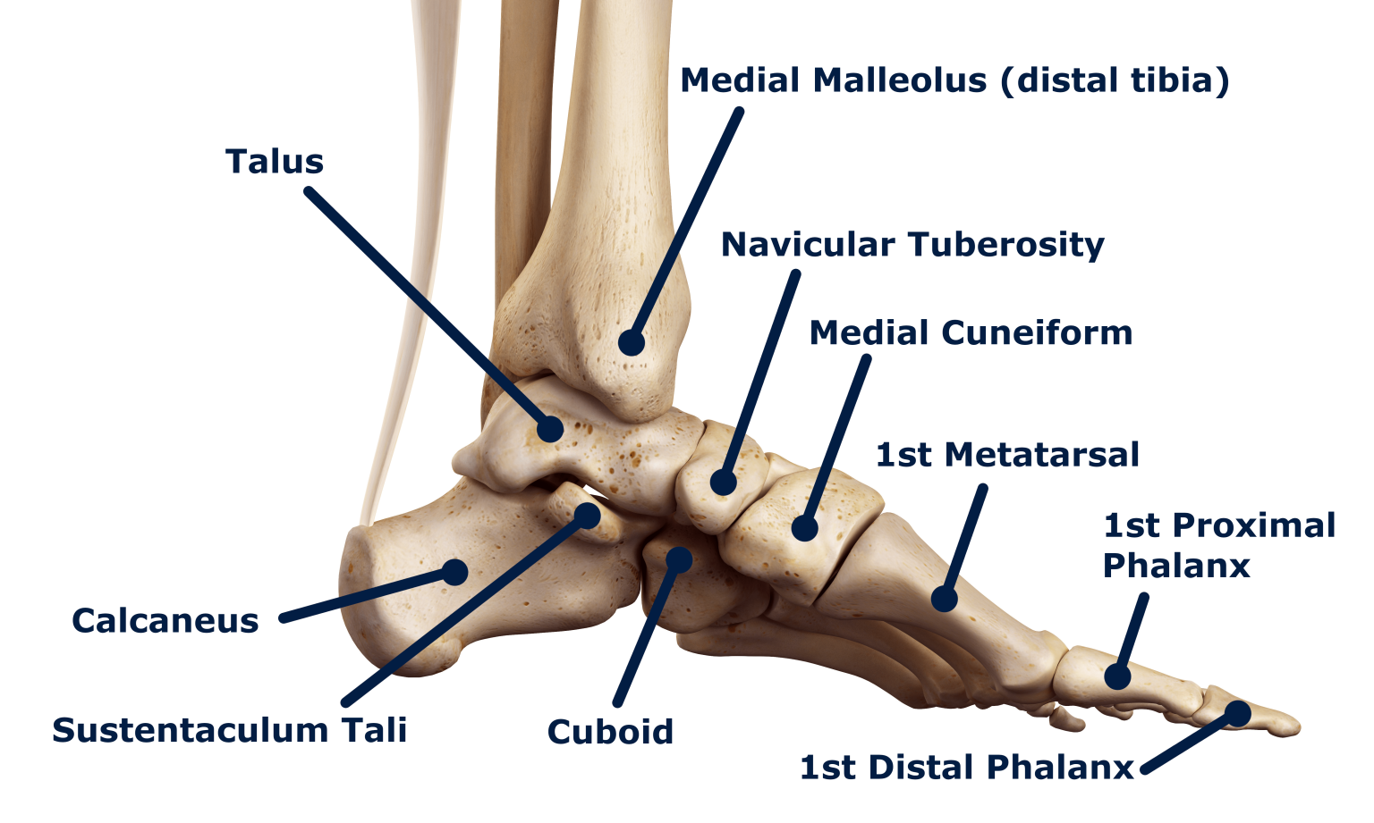 The Deltoid Ligament - Rehab 49